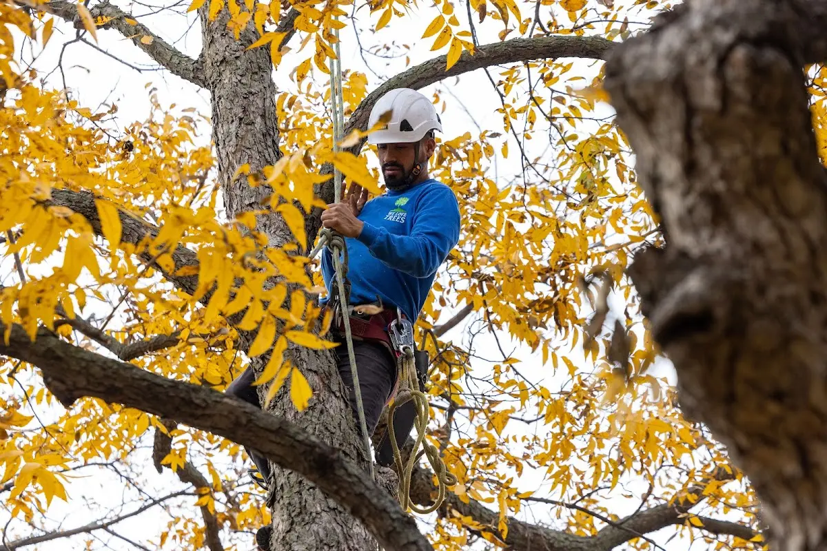 Skilled Tree Transplanting crew working in Hasty