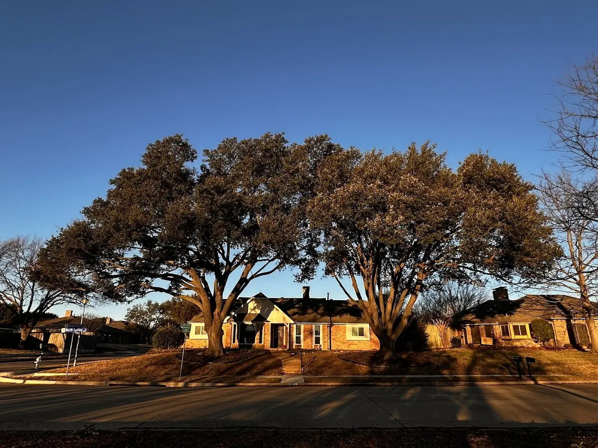 Established residential canopy tree shading a home in Hasty